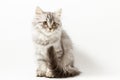 Scottish Straight longhair kitten sitting on white background