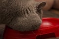 Scottish straight  cat eats from a bowl. close up Royalty Free Stock Photo