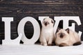 Scottish straight and scottish fold kittens. The pussy hid behind the letters Royalty Free Stock Photo