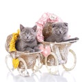 Scottish straight and scottish fold kittens. Cats with decorations Royalty Free Stock Photo