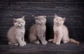 Scottish straight and scottish fold kittens. Funky kittens explore new territories Royalty Free Stock Photo