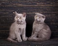 Scottish straight and scottish fold kittens. Funky kittens explore new territories Royalty Free Stock Photo