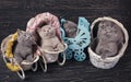 Scottish straight and scottish fold kittens. Funny kitten with decorations Royalty Free Stock Photo