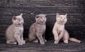 Scottish straight and scottish fold kittens. Miles are fluffy kittens Royalty Free Stock Photo