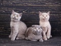 Scottish straight and scottish fold kittens. Professional photography purebred kittens