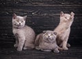 Scottish straight and scottish fold kittens. Miles are fluffy kittens Royalty Free Stock Photo