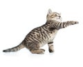 Scottish tabby kitten gives paw and looking up Royalty Free Stock Photo