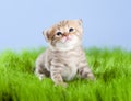 Scottish tabby kitten looking upward on grass Royalty Free Stock Photo