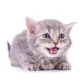 Scottish tabby kitten Royalty Free Stock Photo