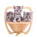 Scottish tabby kittens Royalty Free Stock Photo