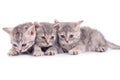 Scottish tabby kittens Royalty Free Stock Photo