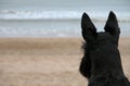 Scottish terrier Royalty Free Stock Photo