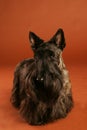 Scottish Terrier