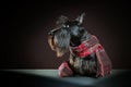 Scottish terrier