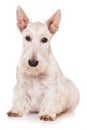 Scottish Terrier