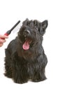 Scottish terrier