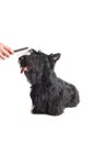 Scottish terrier