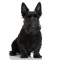 Scottish Terrier (9 years) Royalty Free Stock Photo