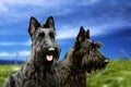 The Scottish Terrier (also known as Aberdeen Terrier or Scottie)