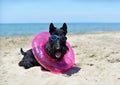 scottish terrier on the beach Royalty Free Stock Photo