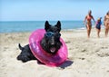 scottish terrier on the beach Royalty Free Stock Photo