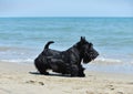 scottish terrier on the beach Royalty Free Stock Photo