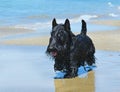 Scottish terrier on beach Royalty Free Stock Photo