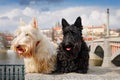 Scottish terrier, Black and white wheaten dog, pair of beautiful dogs sitting on bridge, Prague castle in the background. Travel