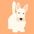 Scottish Terrier dog adult vector flat