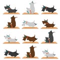 Scottish terrier dogs doing yoga