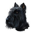 Scottish Terrier domestic animal originated from Britain Scolnad doggy digital art illustration . Doggy hand drawn clip Royalty Free Stock Photo