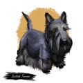 Scottish Terrier domestic animal originated from Britain Scolnad doggy digital art illustration . Doggy hand drawn clip Royalty Free Stock Photo