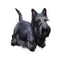 Scottish Terrier domestic animal originated from Britain Scolnad doggy digital art illustration . Doggy hand drawn clip art Royalty Free Stock Photo