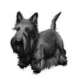 Scottish Terrier domestic animal originated from Britain Scolnad doggy digital art illustration . Doggy hand drawn clip art