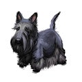 Scottish Terrier domestic animal originated from Britain Scolnad doggy digital art illustration . Doggy hand drawn clip art Royalty Free Stock Photo