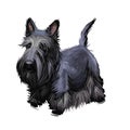 Scottish Terrier domestic animal originated from Britain Scolnad doggy digital art illustration . Doggy hand drawn clip art