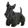 Scottish Terrier