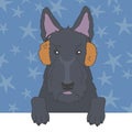 Scottish Terrier in Fur Earmuffs Royalty Free Stock Photo