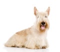 Scottish Terrier isolated on white background Royalty Free Stock Photo