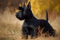 Scottish Terrier - Originating from Scotland (Generative AI)