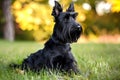 Scottish Terrier - Originating from Scotland