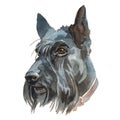 The Scottish Terrier