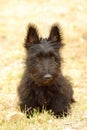 Scottish Terrier puppy