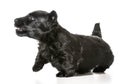 Scottish terrier puppy Royalty Free Stock Photo