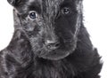 Scottish Terrier puppy Royalty Free Stock Photo