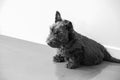 A Scottish Terrier puppy sitting down Royalty Free Stock Photo