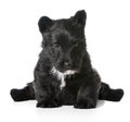 Scottish terrier puppy sitting