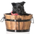 Scottish Terrier puppy Royalty Free Stock Photo