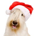 Scottish Terrier in red christmas Santa hat. isolated on white b Royalty Free Stock Photo