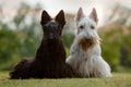 Scottish terrier, sitting on green grass lawn, flower forest in the background, Scotland, United Kingdom. Beautiful pair of black